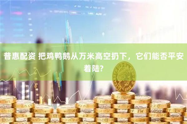 普惠配资 把鸡鸭鹅从万米高空扔下，它们能否平安着陆?