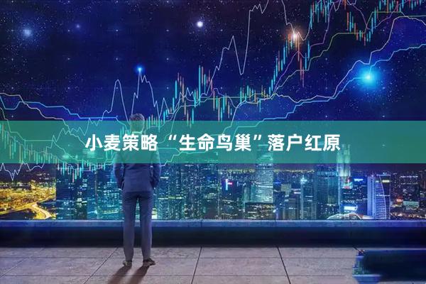 小麦策略 “生命鸟巢”落户红原